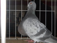 /album/expo-de-palomas-2013/dscn2247-jpg/