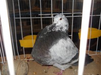 /album/expo-de-palomas-2013/dscn2252-jpg/