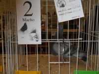 /album/expo-de-palomas-2013/dscn2246-jpg/