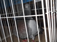 /album/expo-de-palomas-2013/dscn2250-jpg/