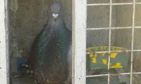 /album/mi-palomar/img-20160617-wa0011-jpeg/