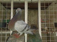/album/mi-palomar/a20160721-180900-jpg/