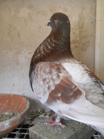 LA MARRONA